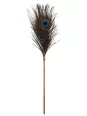 Plumeau à caresses Peacock Tickler - Taboom Plumeau à caresses Peacock Tickler - Taboom